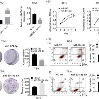 MiR5743p Suppressed Migration And Invasion In Esophageal Cancer