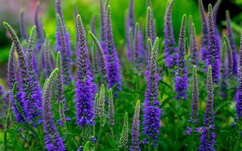 Вероника нитевидная - Veronica filiformis - Описание таксона | Семена ...