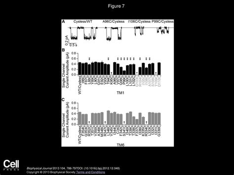 Cysteine Scanning Of Cftrs First Transmembrane Segment Reveals Its