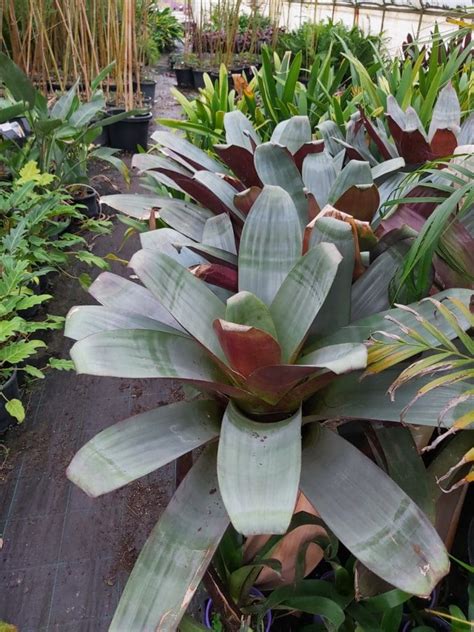 Alcantarea Imperialis Giant Bromeliad Silver Plum Mm Camden