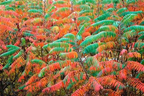 Smooth Sumac Gardenia