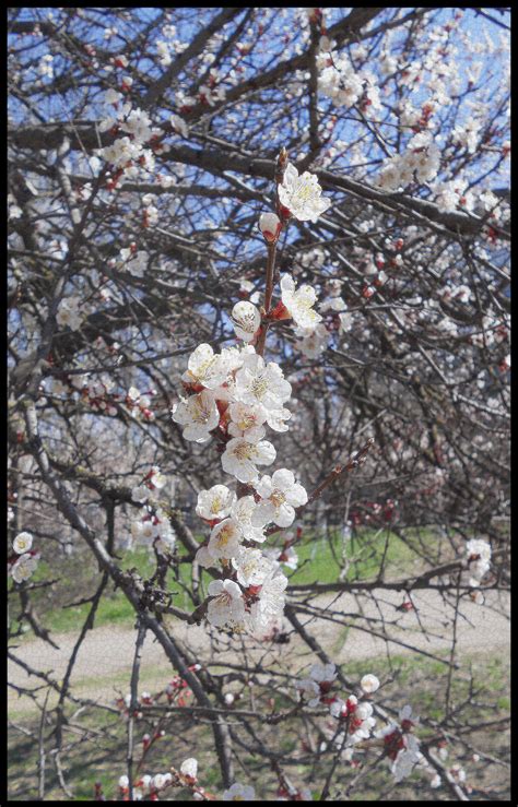 Как цветет абрикос фото в россии весной