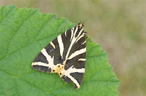 Bobs Butterfly and Bird Blog: Great Moth Trap