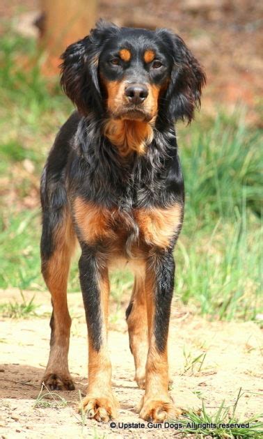 French Brittany History – Boykin Spaniels and other Gun Dogs Available for Sale