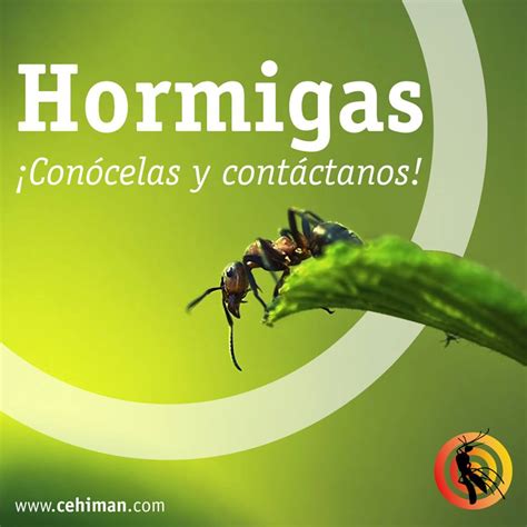 Eliminar Plagas De Hormigas Cehiman Control De Plagas