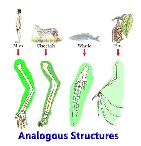 Analogous Structures