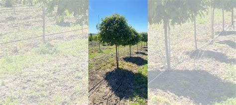 Рябина на штамбе купить в Куровском | Товары для дома и дачи | Авито