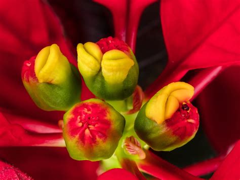 Tips To Keep Your Poinsettia Looking Great This Holiday Season Beyond