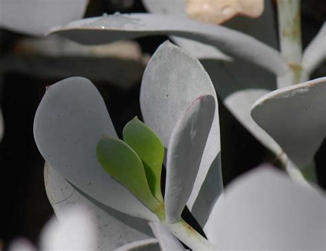 Cotyledon orbiculata 'Powdery White' - Phoenix Desert Seeds