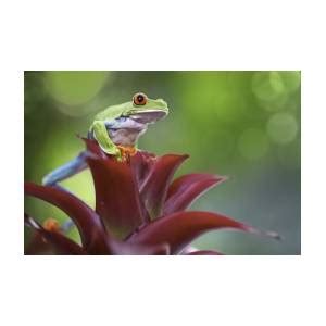 Red Eyed Tree Frog Costa Rica Forest Photograph By Dirk Ercken Fine