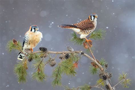 Your First Christmas Bird Count - Michigan Audubon