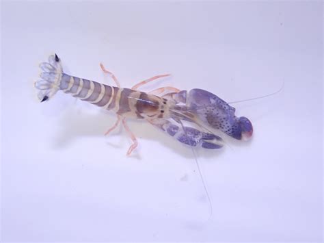 Oceans Garden Aquaculture Tiger Pistol Shrimp