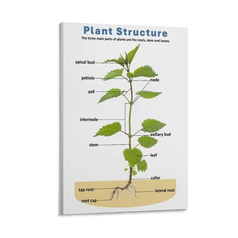 Plant Cell Respiration Poster Science Biology Knowledge Education
