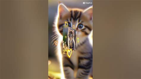 Котик 7 - YouTube