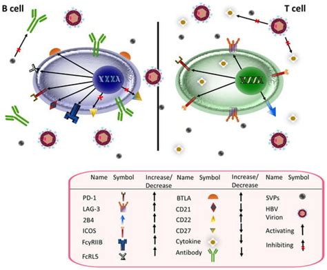 Ijms Free Full Text Hepatitis B And Hepatitis D Viruses A