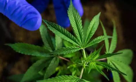 Stj Libera Cultivo De Cannabis Fins Medicinais Segundo A Segundo