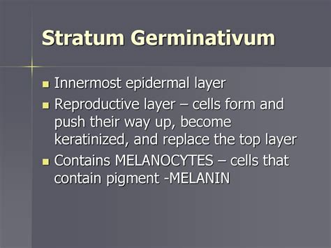 Skin Integument Cutaneous Membrane Ppt Download