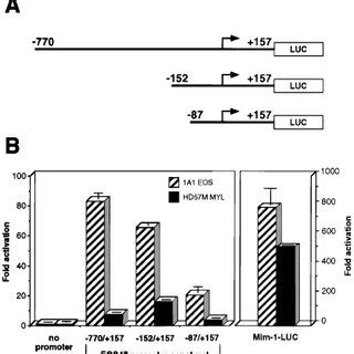 Identification Of The Promoter Proximal Sequences Required For