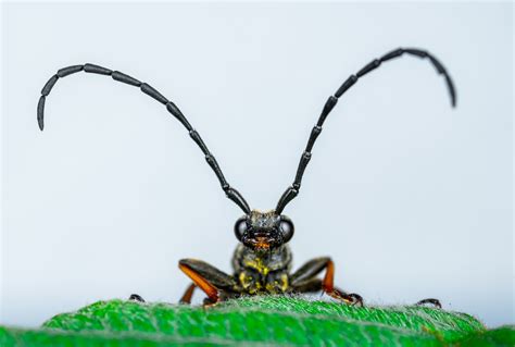 Close-up Photography of Beetle · Free Stock Photo