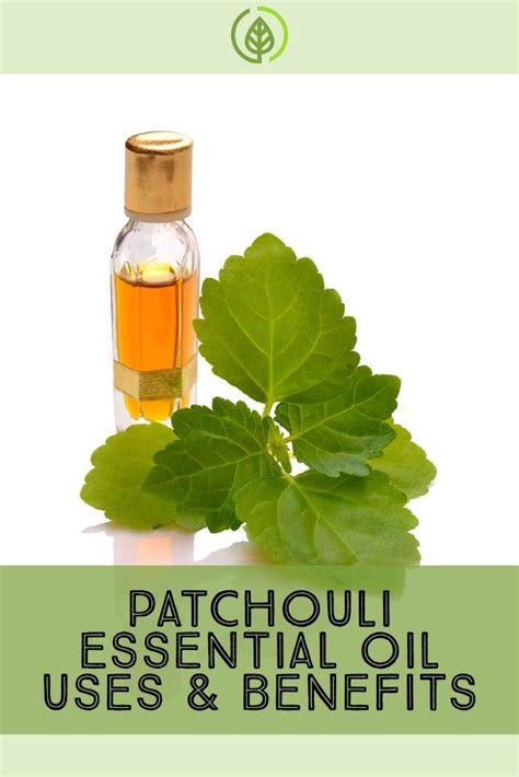 Patchouli Oil Uses And Benefits For Beauty