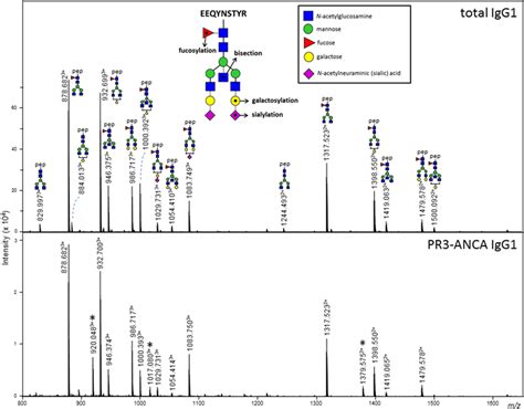 Lc Ms Spectra Showing Tryptic Igg Glycopeptides For Total Igg And