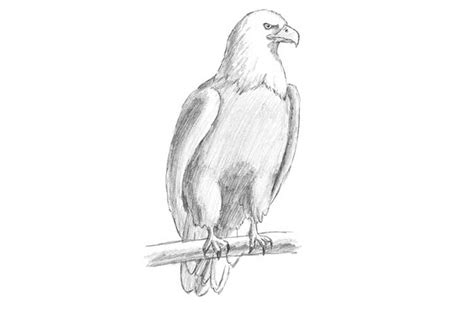 How To Draw A Eagle Flying