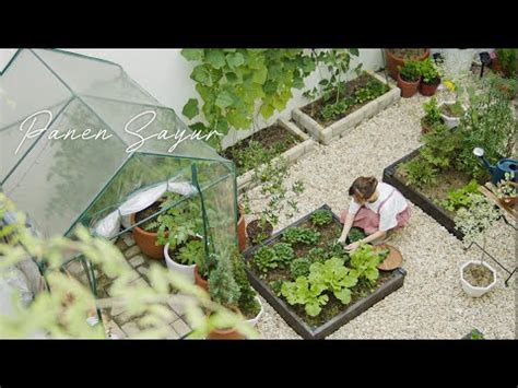 Memanen Berbagai Macam Sayur Yang Ditanam Di Raised Bed Kangkung