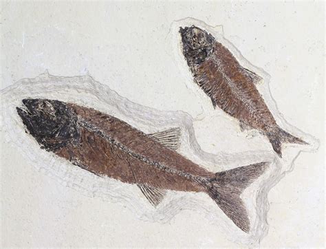 Mioplosus & Knightia Fossil Fish Association - Wyoming (#62665) For Sale - FossilEra.com