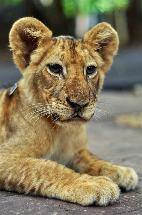 León del bebé imagen de archivo Imagen de leones felino 58438185