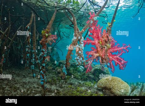 Manglar Rhizophora Sp Ra Ces En El Borde Del Arrecife De Coral