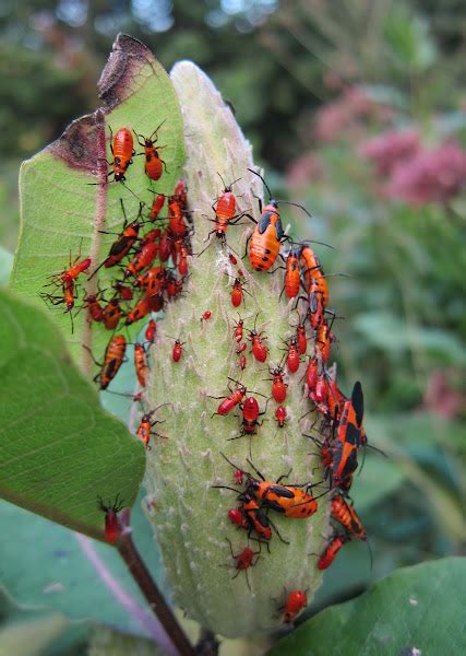 Milkweed Bugs Project Noah