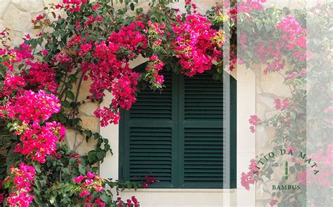 Lista Flores Que Crescem R Pido Para Cultivar Em Casa