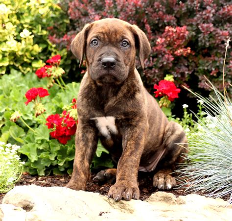 Perro De Presa Canario Puppies For Sale Buckeye Puppies