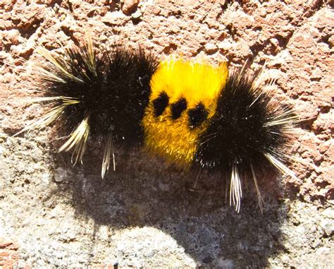 Spotted Tussock Moth Caterpillar - Lloyd's Blog