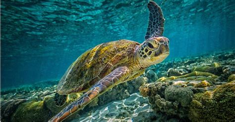 Sea Turtle - A-Z Animals