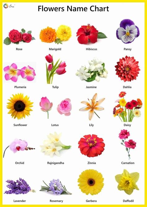 Https Google S Iraparenting Resources Flowers Name