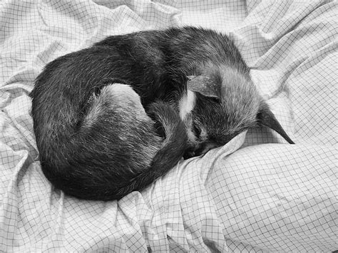 Grounding Dog and Cat Beds