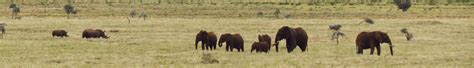 Kenya Archives - Donate to Wildlife Conservation