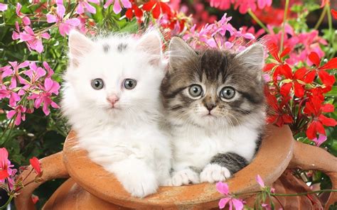 two cute cats wallpaper - 1280 x 800