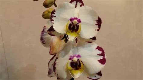 Пересадка новой цветущей орхидеи Mozart в керамзит..01.03.2020 - YouTube