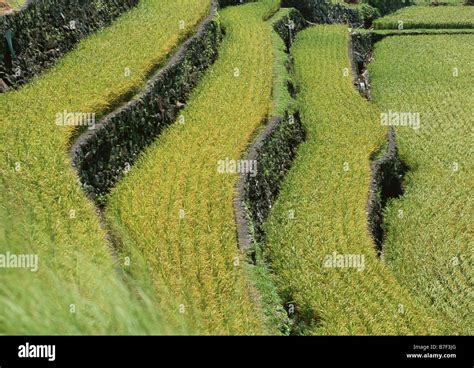 Terraced Paddy Fields Stock Photo Alamy