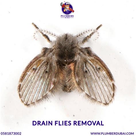 Drain flies removal - 0581873002 - Plumber Dubai - 24/7