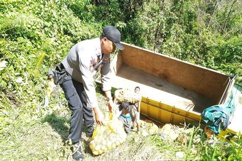 Pecah Ban Truk Muatan Kentang Terguling Ke Jurang