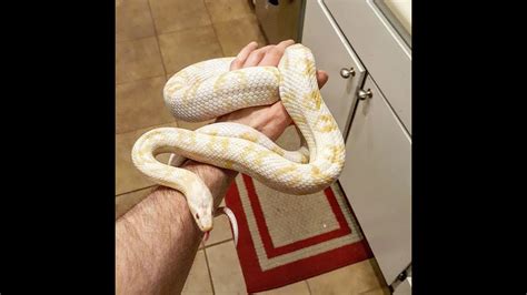 Corn Snake Shedding Its Skin Up Close Youtube