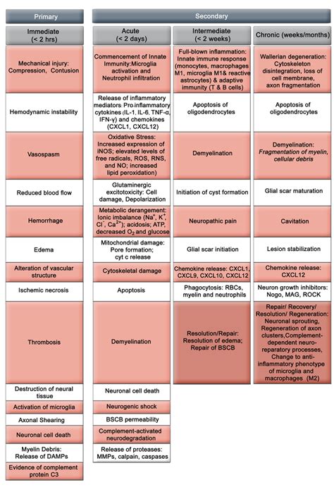 Summary Of Temporal Sequence Of Pathophysiological Events During SCI