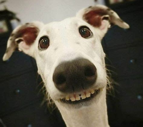 Funny Images Of Dogs Smiling : #cute dog pics #funny dogs #smiling dogs ...