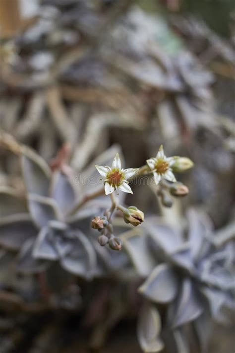 Graptopetalum Paraguayense Plant In Bloom Stock Image Image Of