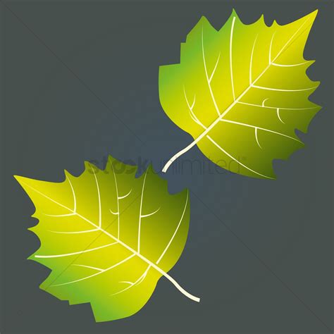 Aspen Leaf Vector at Vectorified.com | Collection of Aspen Leaf Vector ...