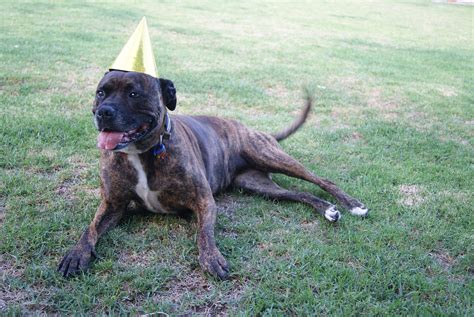 Staffy Dog Birthday - Free photo on Pixabay - Pixabay