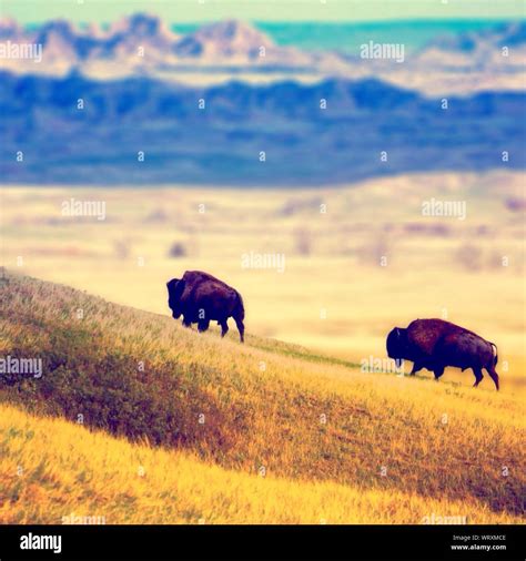 American Bisons Hi Res Stock Photography And Images Alamy